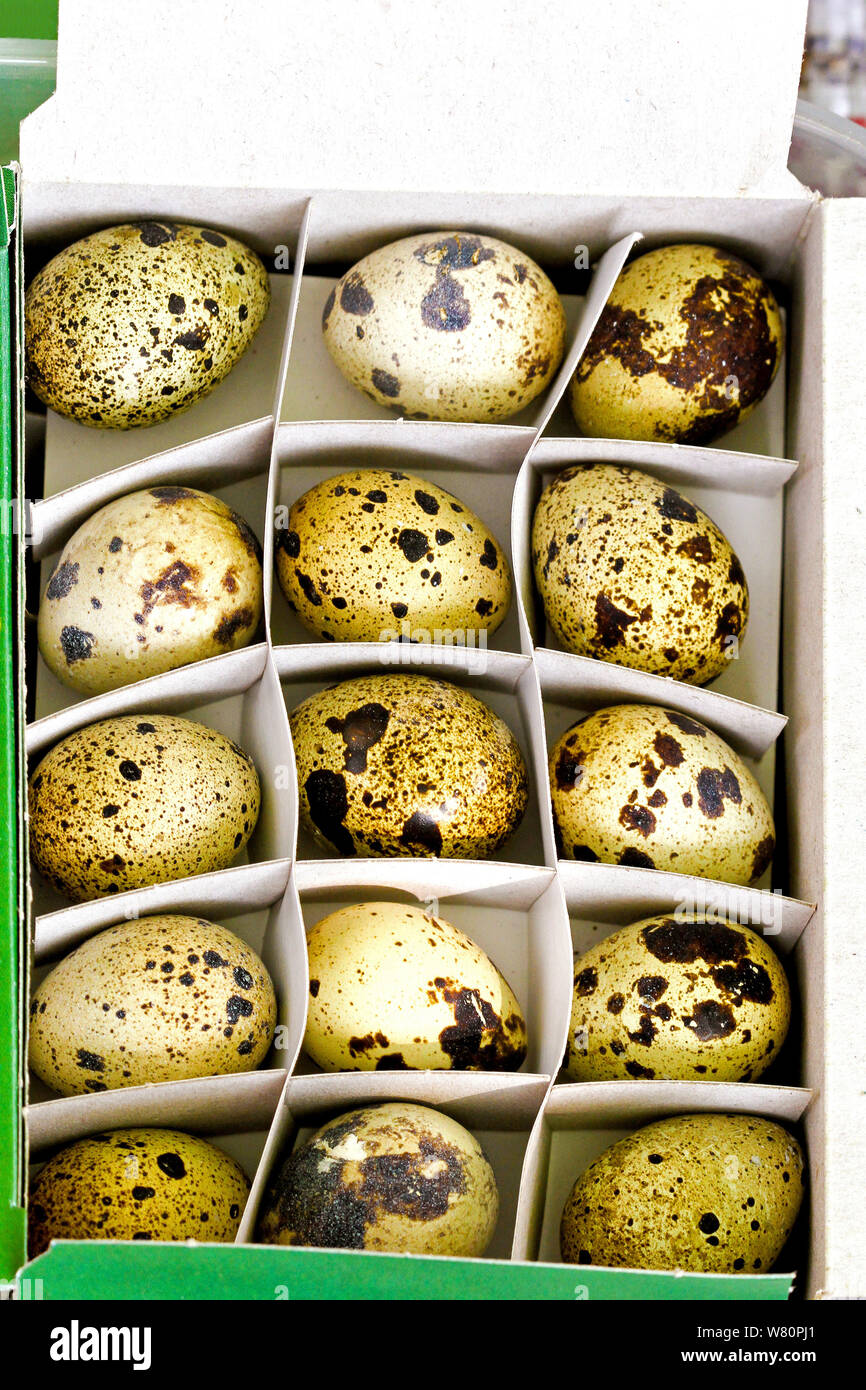 Fort de santé naturelle de oeufs de cailles sauvages Banque D'Images