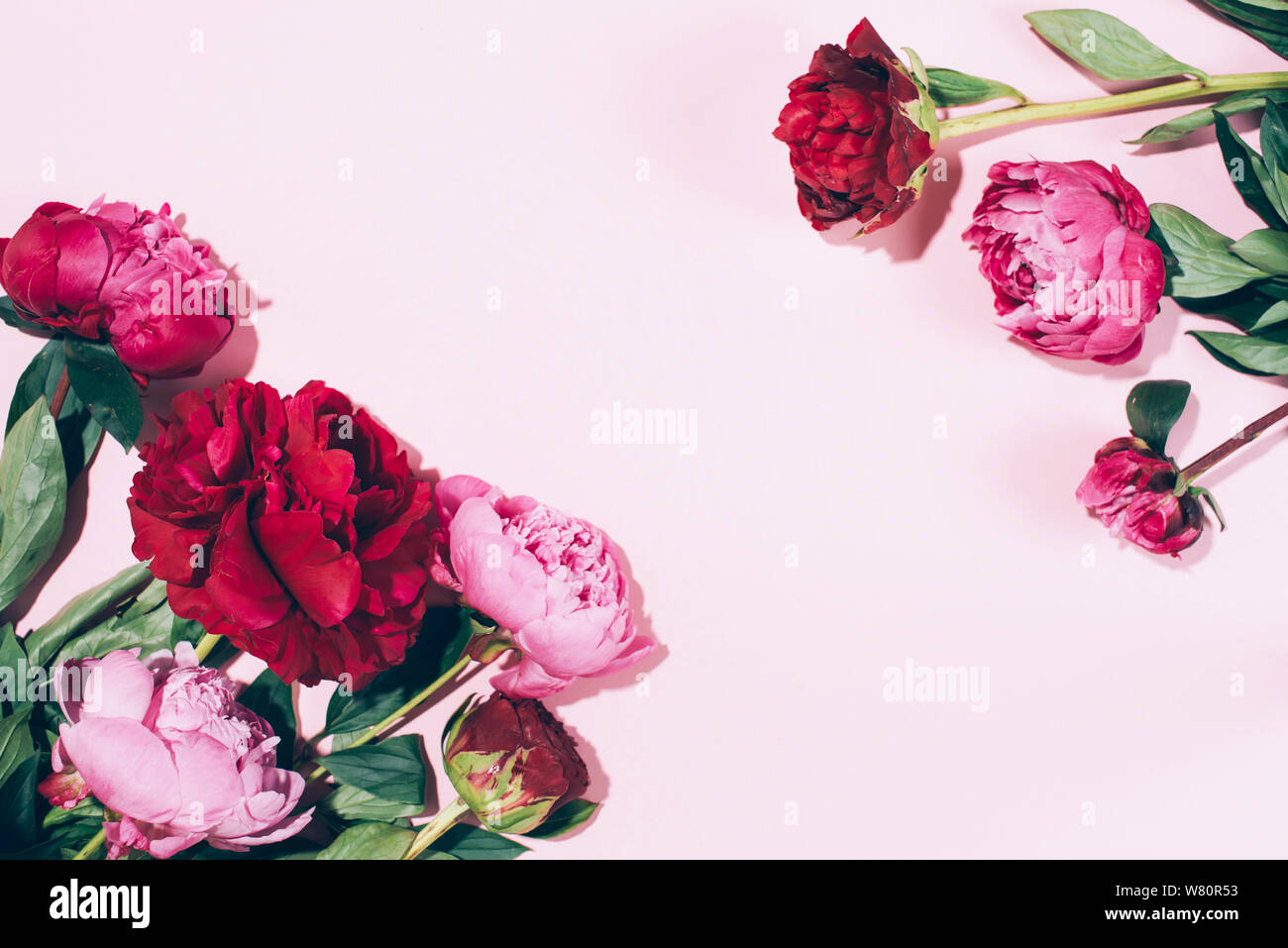 Les Pivoines rose et les feuilles avec disque ombre sur fond pastel, copiez l'espace. Modèle très tendance de l'été, concept. Vue d'en haut Banque D'Images