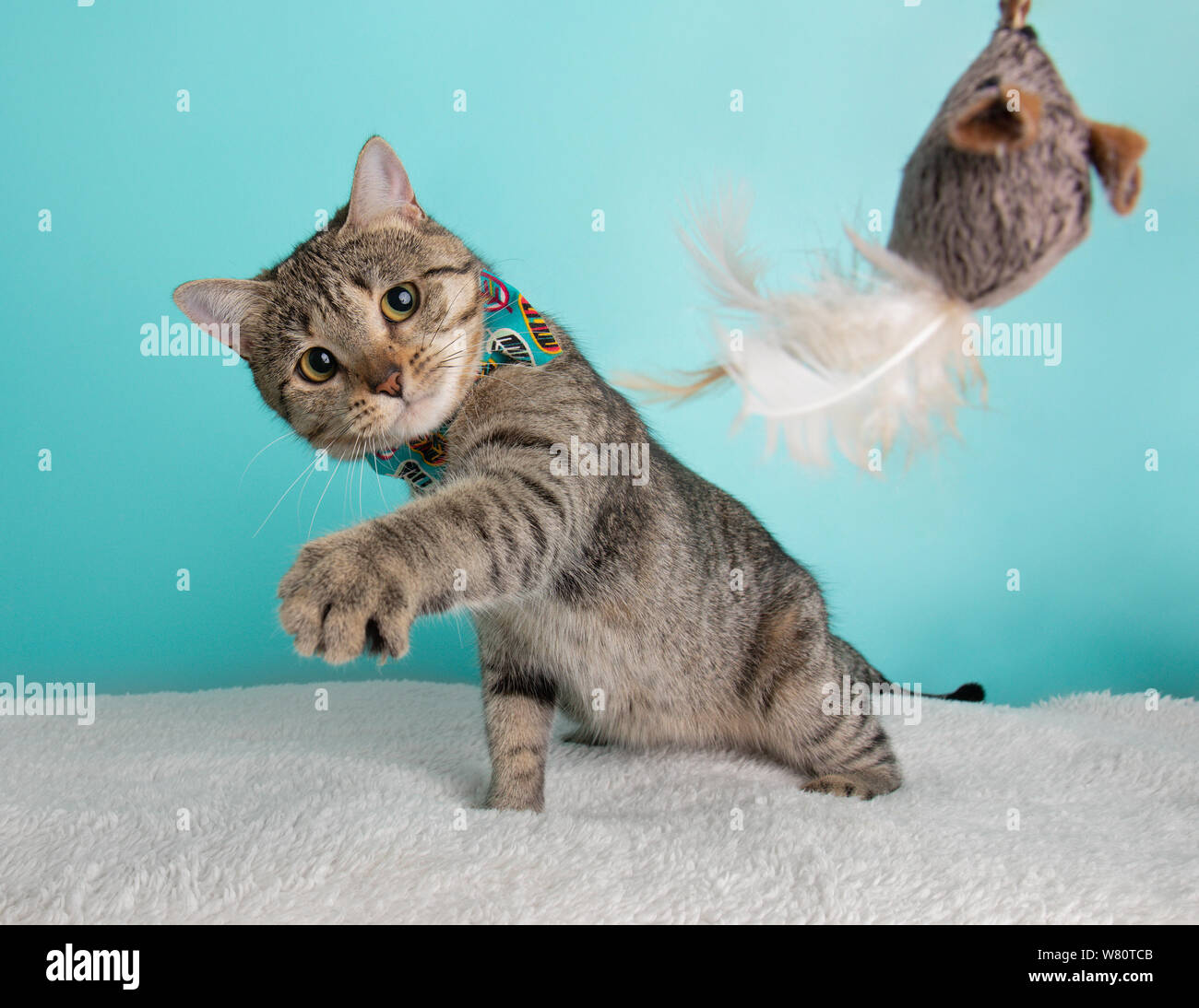 Jeune chat tigré Orange Bleu portant costume cravate d'arc à la séance  Portrait au jouet souris Action Paw bleu et blanc Photo Stock - Alamy