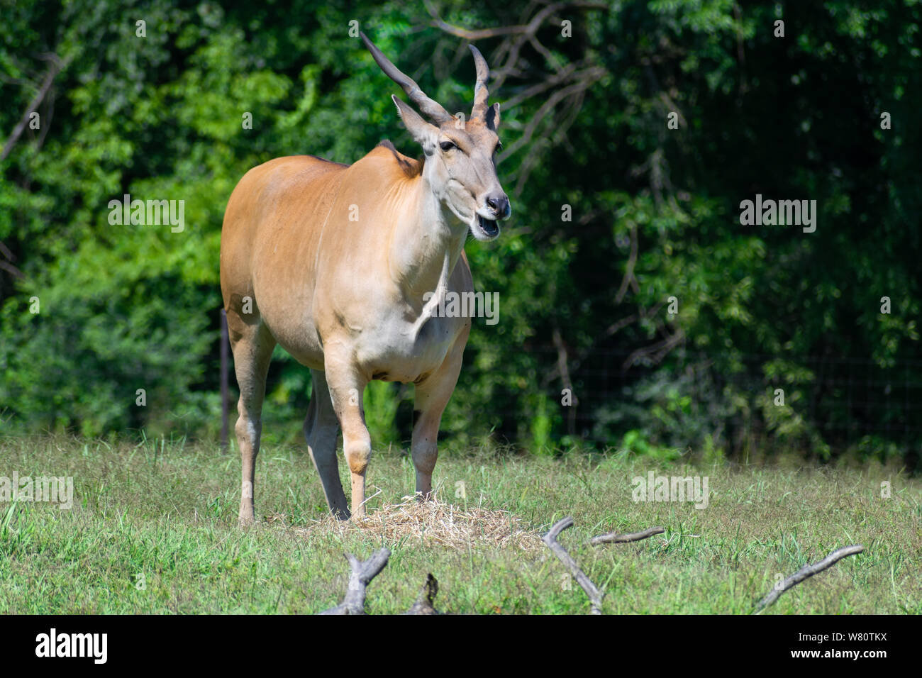 L'eland, commune dans les champs, la mastication. Banque D'Images