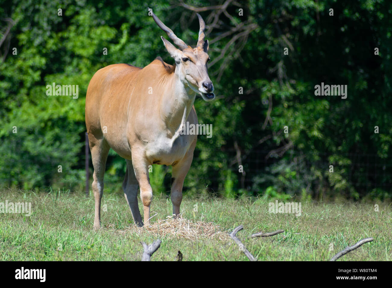 L'eland, commune dans les champs, la mastication. Banque D'Images