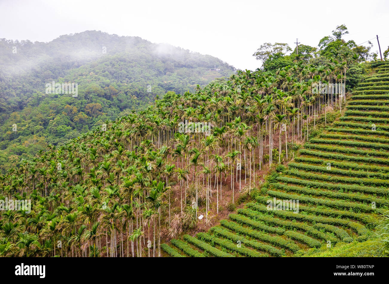Moody paysage avec des plantations de thé en terrasse entouré de forêts tropicales et de palmiers. Photographié à Taiwan, en Asie. Les paysages brumeux. Brouillard, brouillard. Banque D'Images