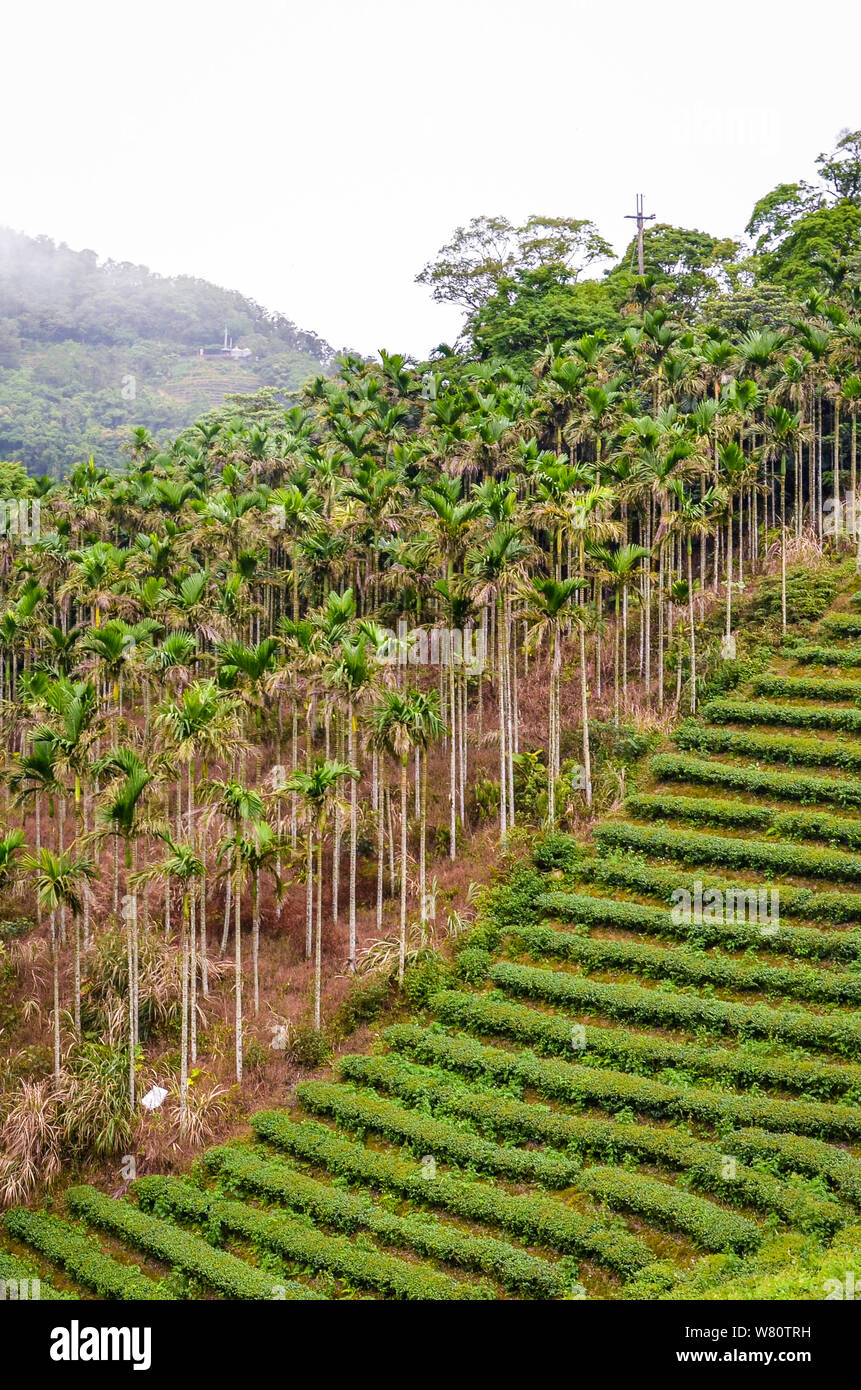 Photo verticale de moody paysage avec des plantations de thé en terrasse entouré de forêts tropicales et de palmiers. Photographié à Taiwan, en Asie. Les paysages brumeux. Brouillard, brouillard. Banque D'Images
