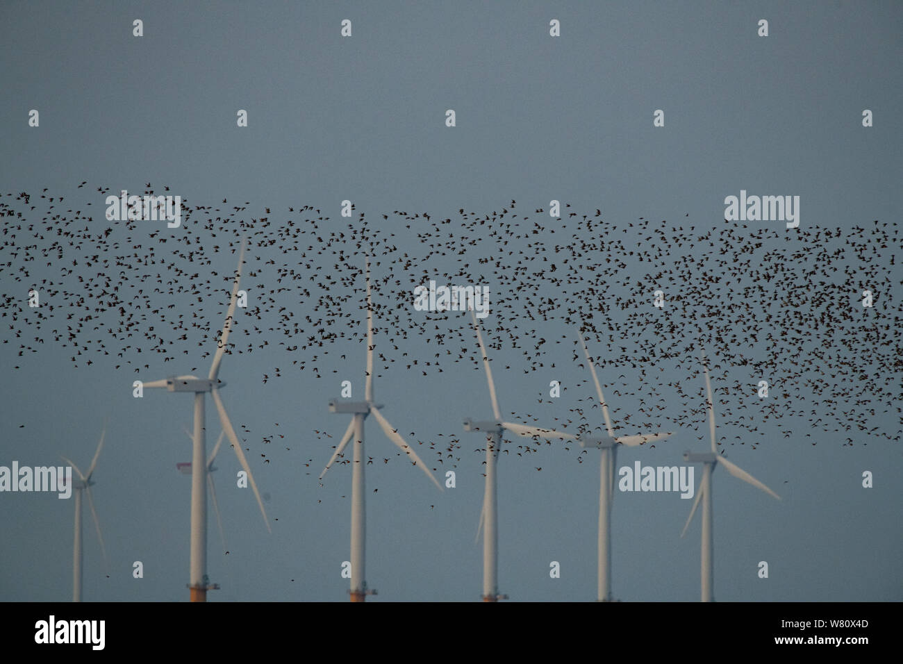 Troupeau d'oiseaux volant en formation avec l'aérogénérateur derrière Banque D'Images