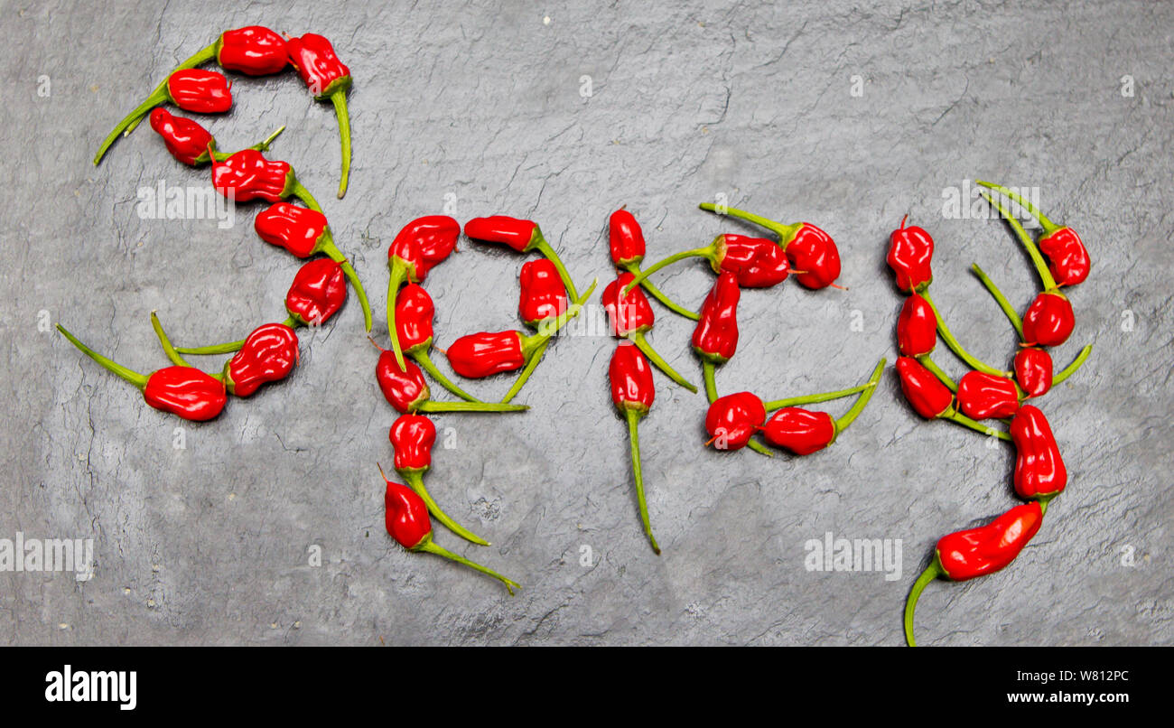 Petit rouge très hot chili peppers disposées sur une surface grise. ingrédient pour la cuisson recette fond. Banque D'Images
