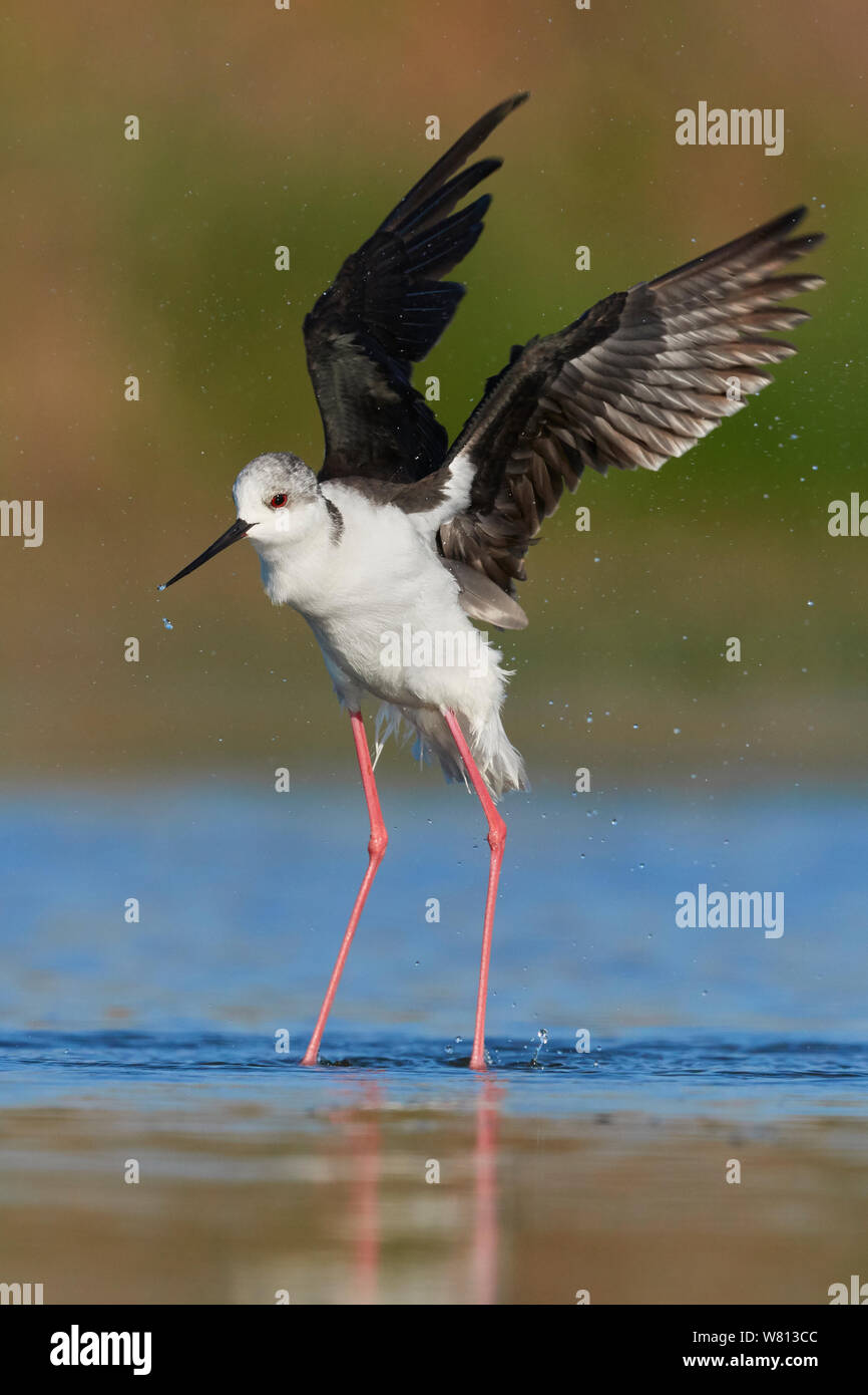 Black-winged Stilt (Himantopus himantopus), des profils de décoller de l'eau Banque D'Images