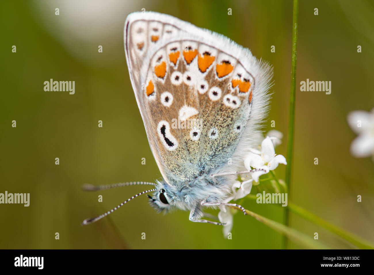 Papillon bleu, commun (Polyommatus Icarus) dessous Banque D'Images