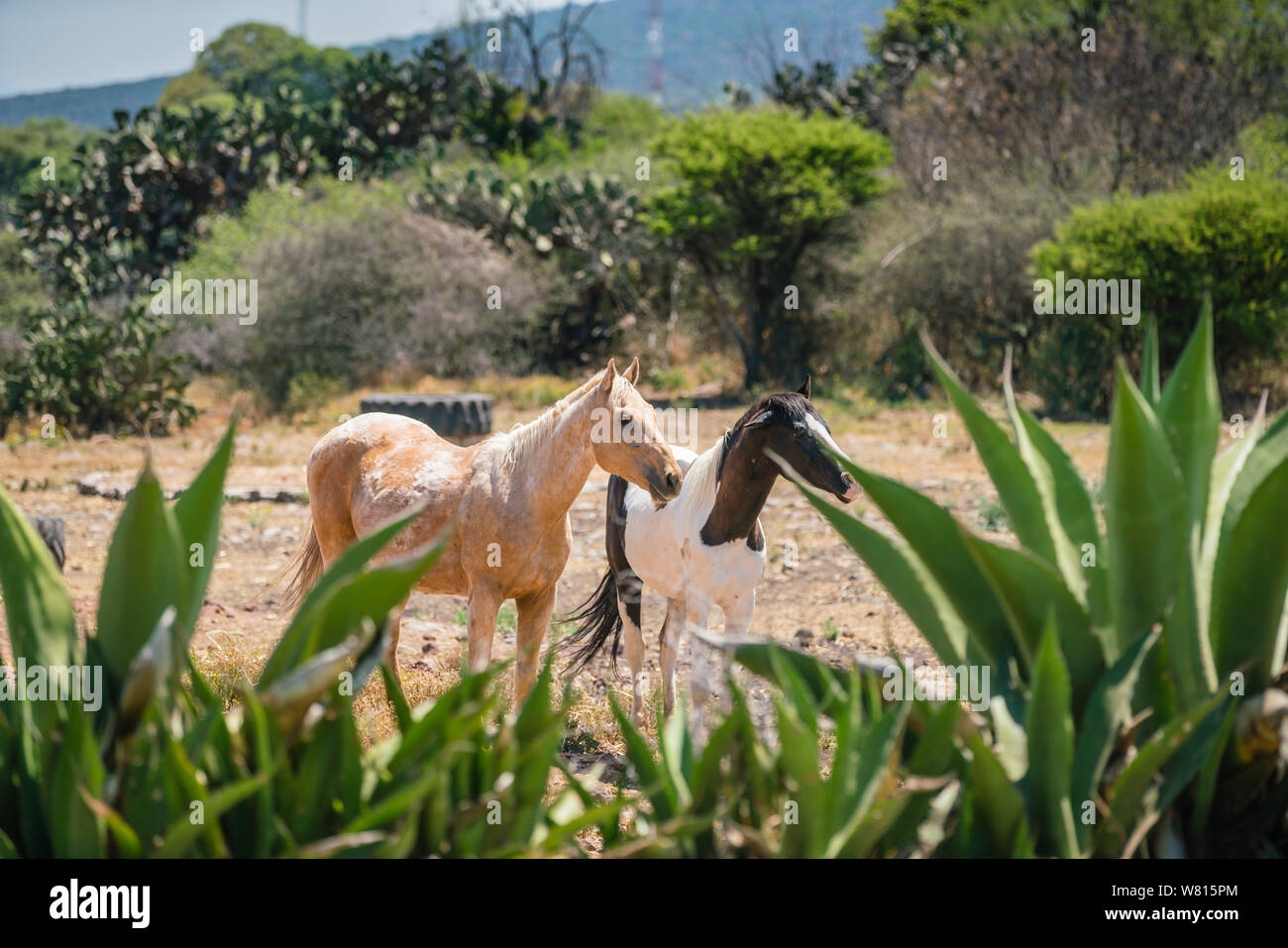 Book - marron et blanc et noir et blanc - piebald chevaux dans un champ au Mexique Banque D'Images