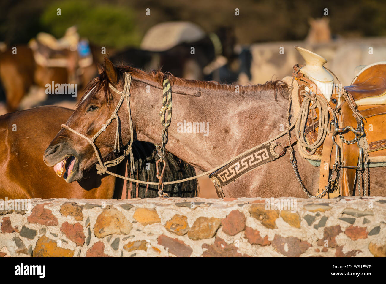 Les chevaux attendent leurs selles et equestiona à prendre de vitesse à l'arrêt d'équitation Banque D'Images