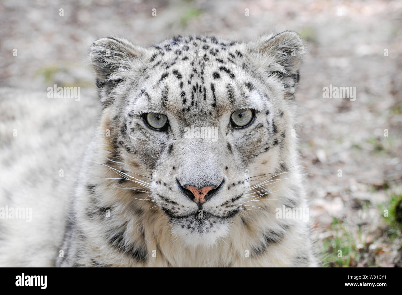 Homme de l'appareil photo les yeux dans snow leopard Banque D'Images