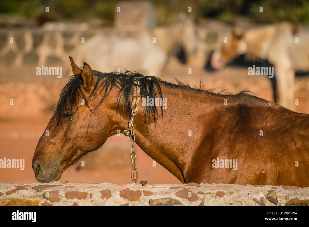 Les chevaux attendent leurs selles et equestiona à prendre de vitesse à l'arrêt d'équitation Banque D'Images