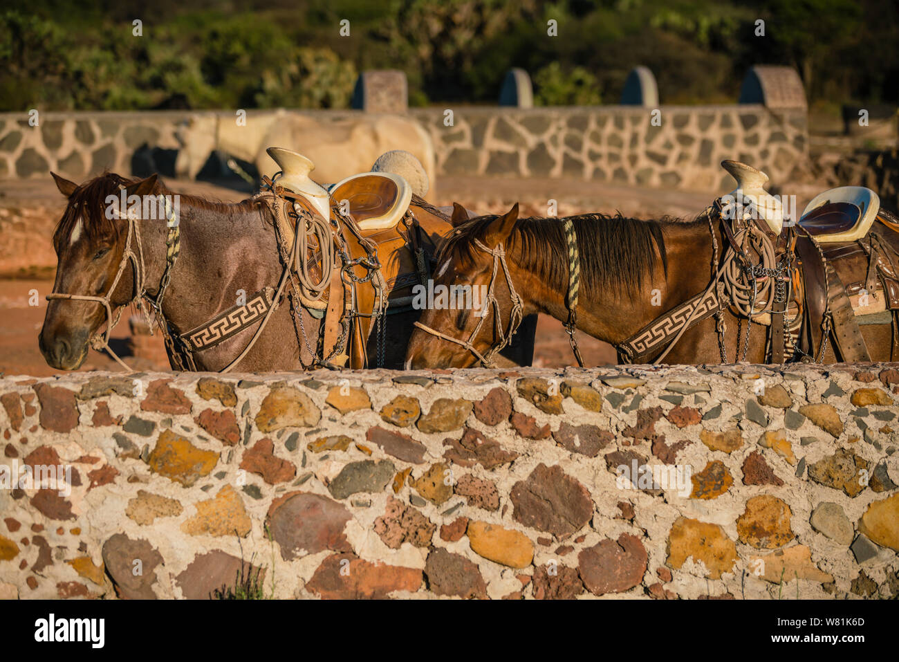 Les chevaux attendent leurs selles et equestiona à prendre de vitesse à l'arrêt d'équitation Banque D'Images