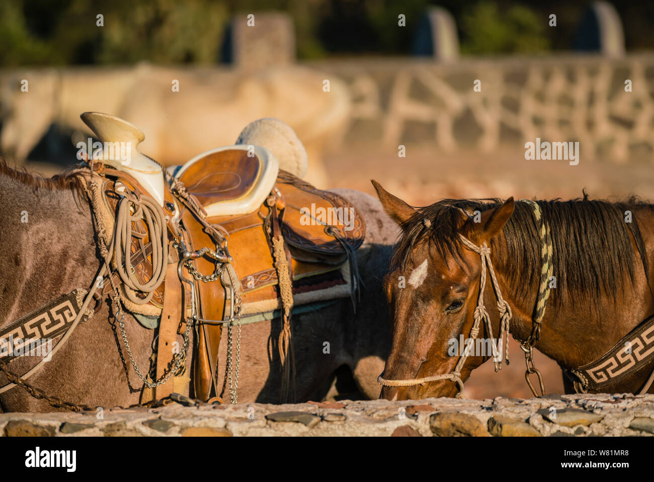 Les chevaux attendent leurs selles et equestiona à prendre de vitesse à l'arrêt d'équitation Banque D'Images