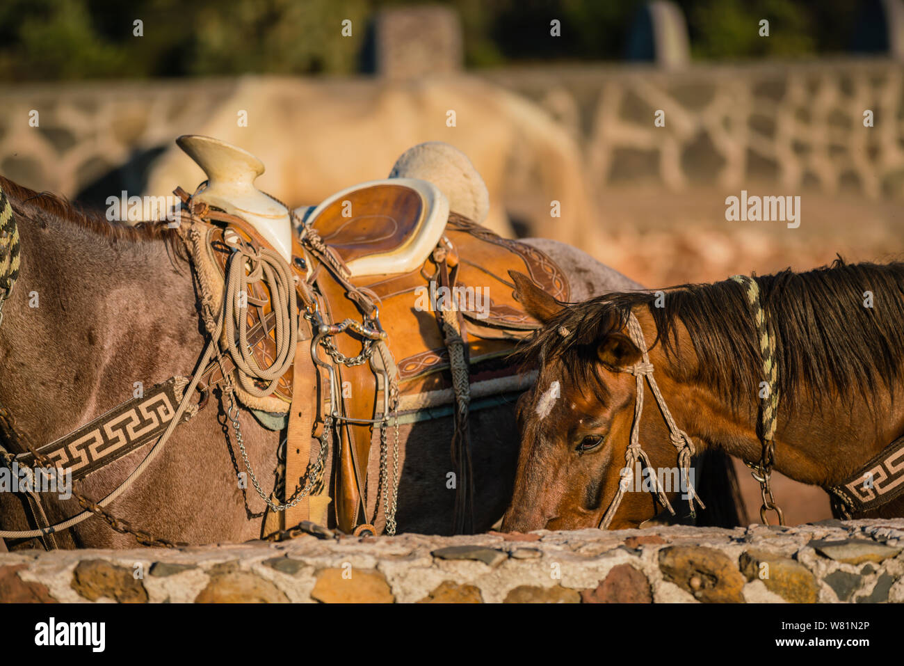 Les chevaux attendent leurs selles et equestiona à prendre de vitesse à l'arrêt d'équitation Banque D'Images