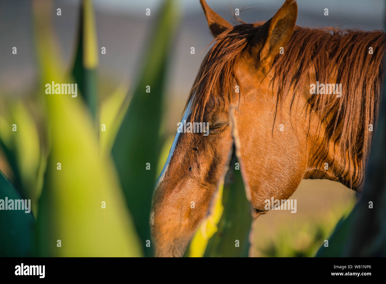 Close up d'un cheval alezan au coucher du soleil Banque D'Images