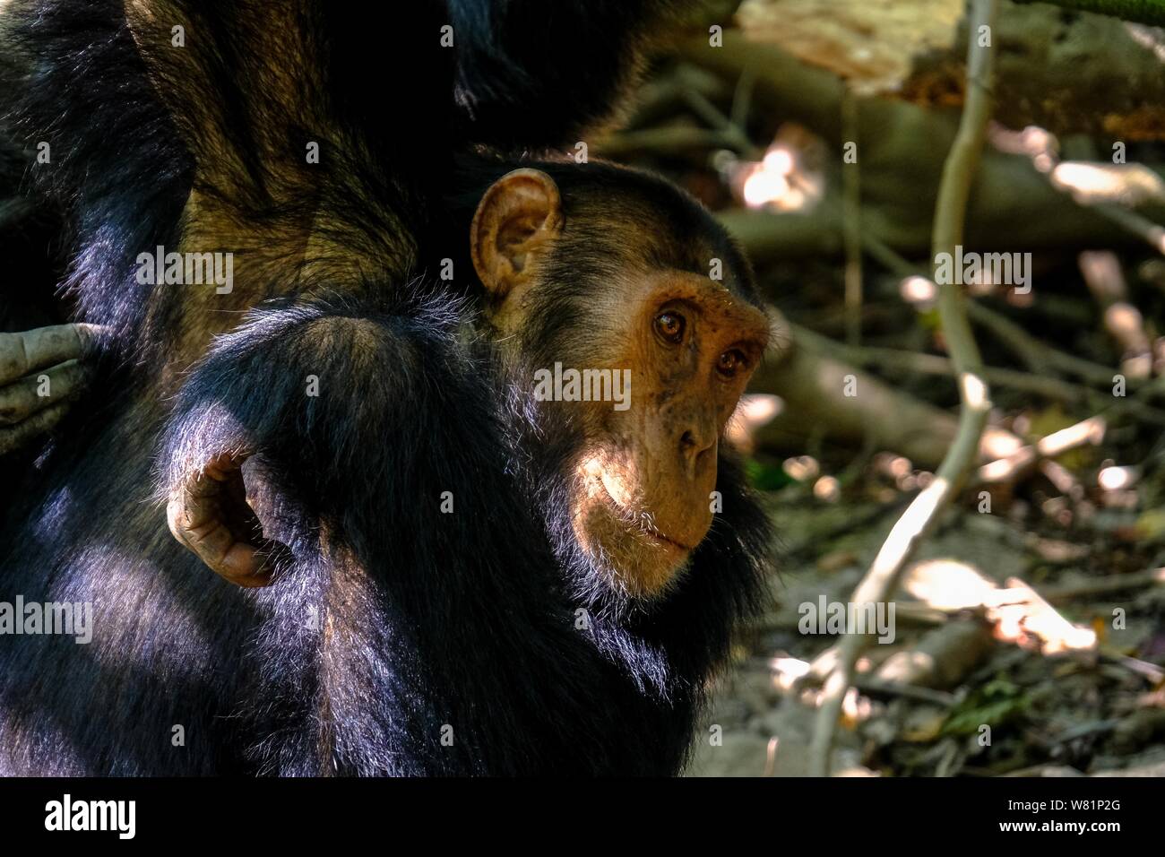 Gros plan d'un chimpanzé sur fond naturel flou Banque D'Images