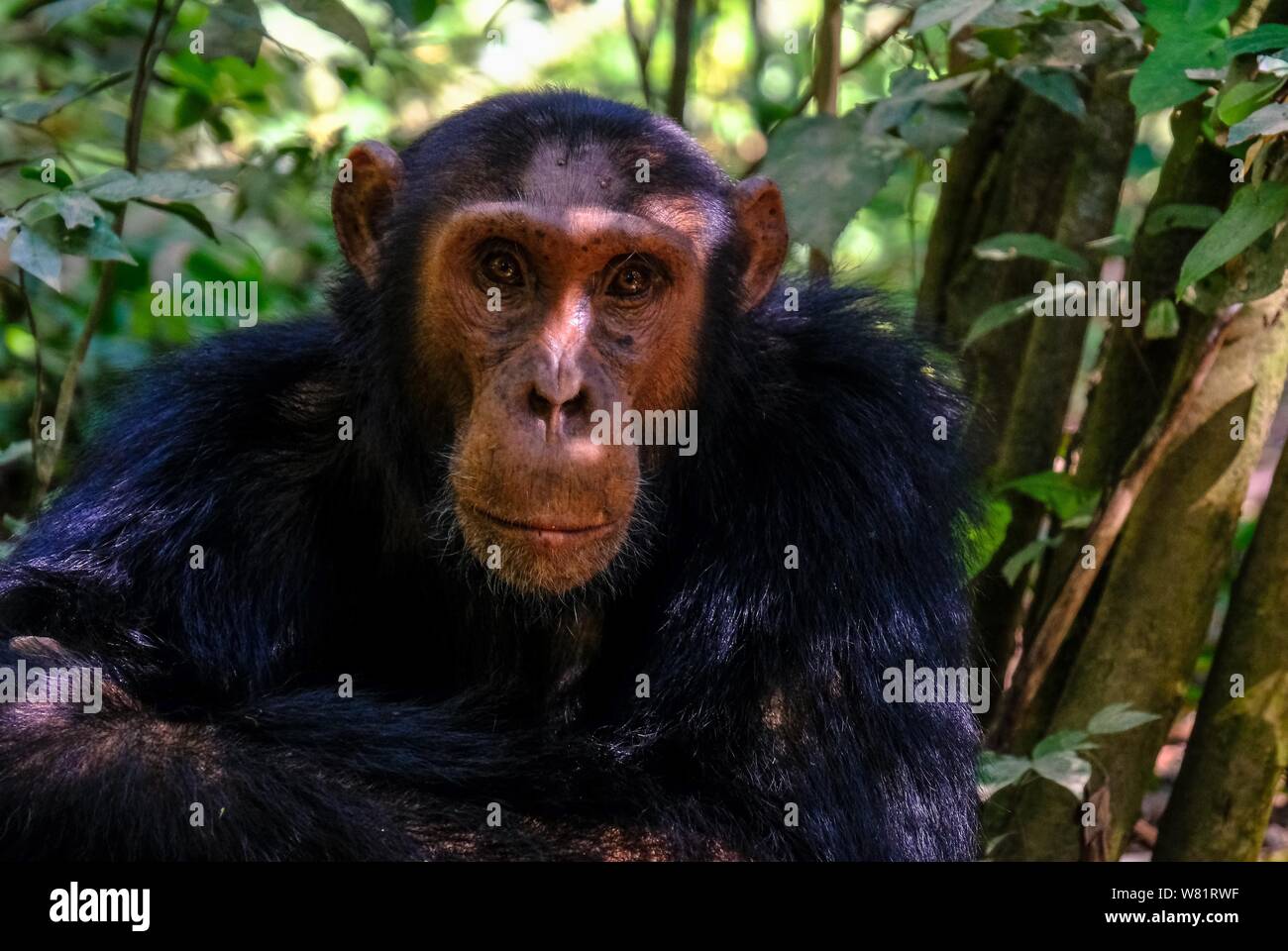 Gros plan d'un chimpanzé assis et regardant la caméra avec un arrière-plan naturel flou Banque D'Images
