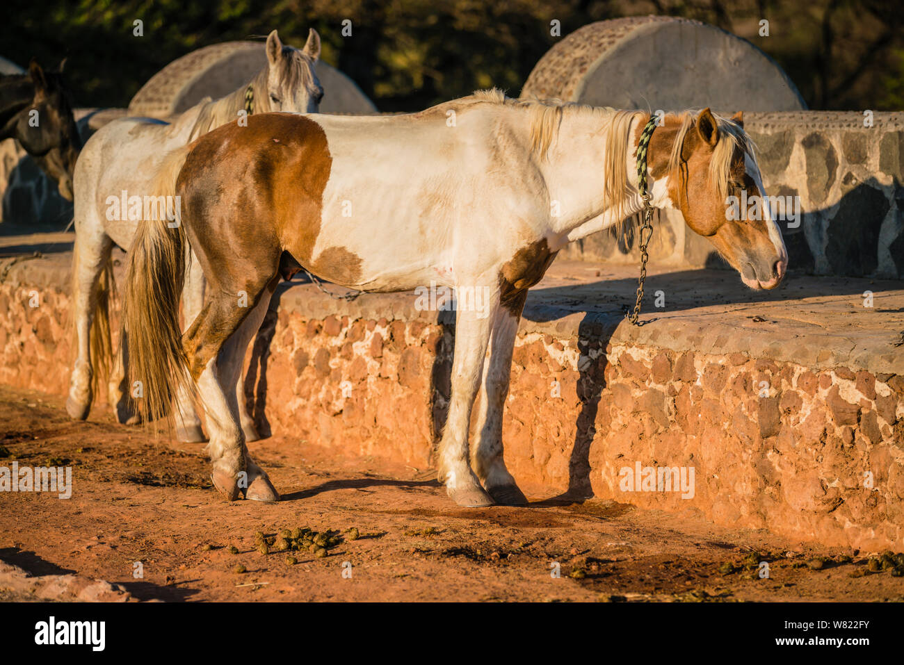 Les chevaux dans un enclos sur un ranch au Mexique au coucher du soleil Banque D'Images