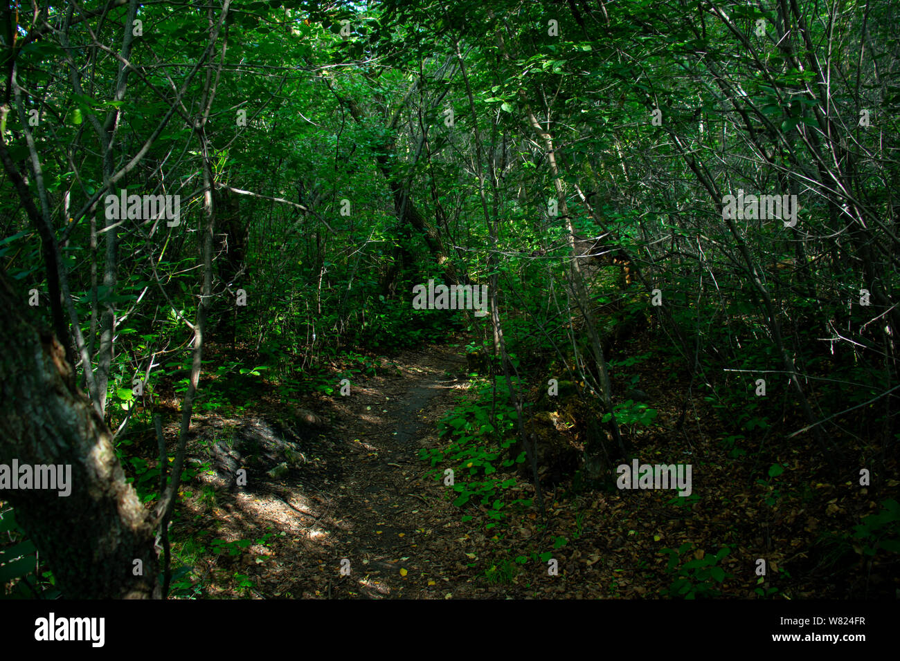 Sentiers pédestres le long de la rivière Saskatchewan Sud, à Saskatoon, Saskatchewan, Canada Banque D'Images