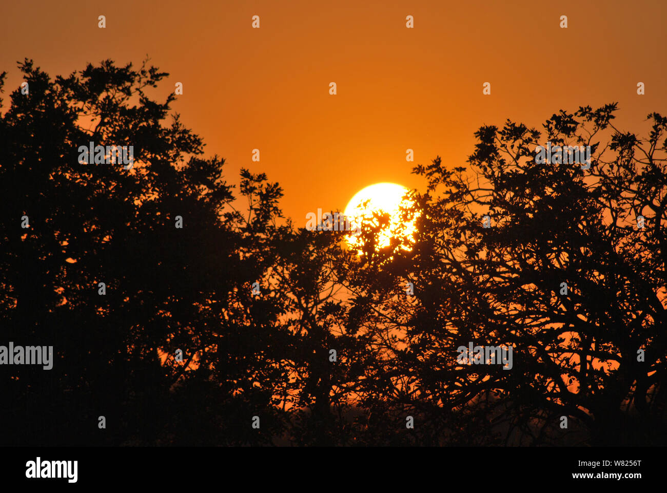 Séquence d'images d'un coucher de soleil depuis le même point de vue à Kapama, Afrique du Sud Banque D'Images