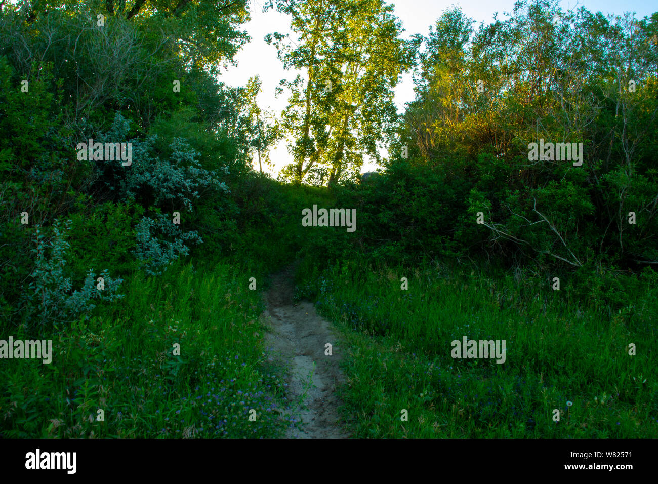 Sentiers pédestres le long de la rivière Saskatchewan Sud, à Saskatoon, Saskatchewan, Canada Banque D'Images
