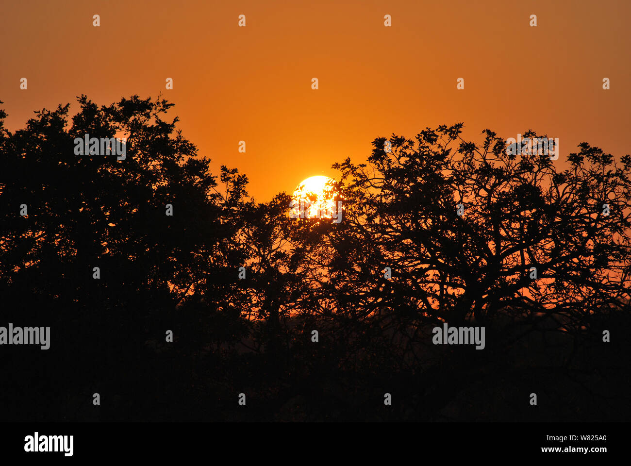 Séquence d'images d'un coucher de soleil depuis le même point de vue à Kapama, Afrique du Sud Banque D'Images