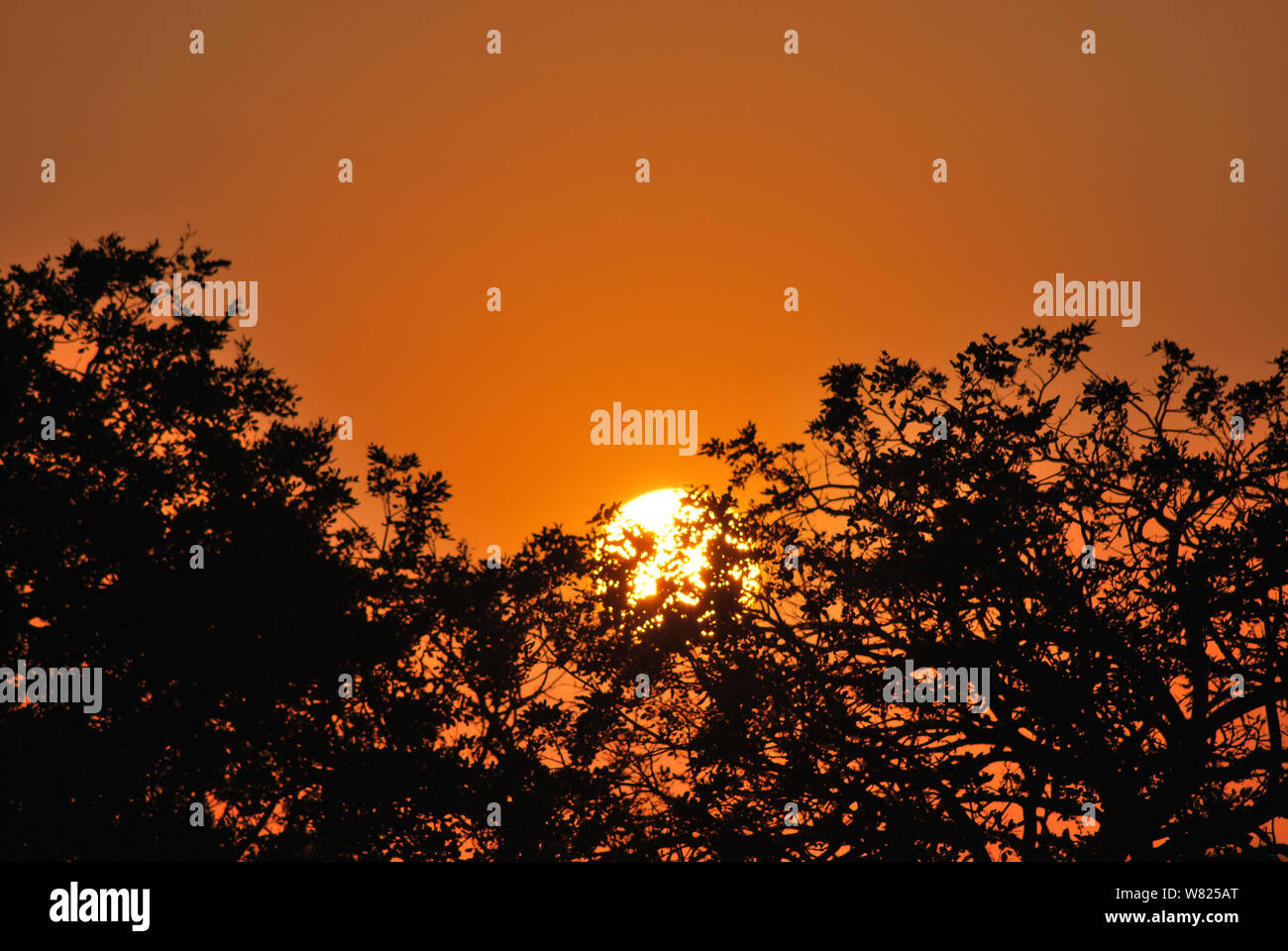 Séquence d'images d'un coucher de soleil depuis le même point de vue à Kapama, Afrique du Sud Banque D'Images