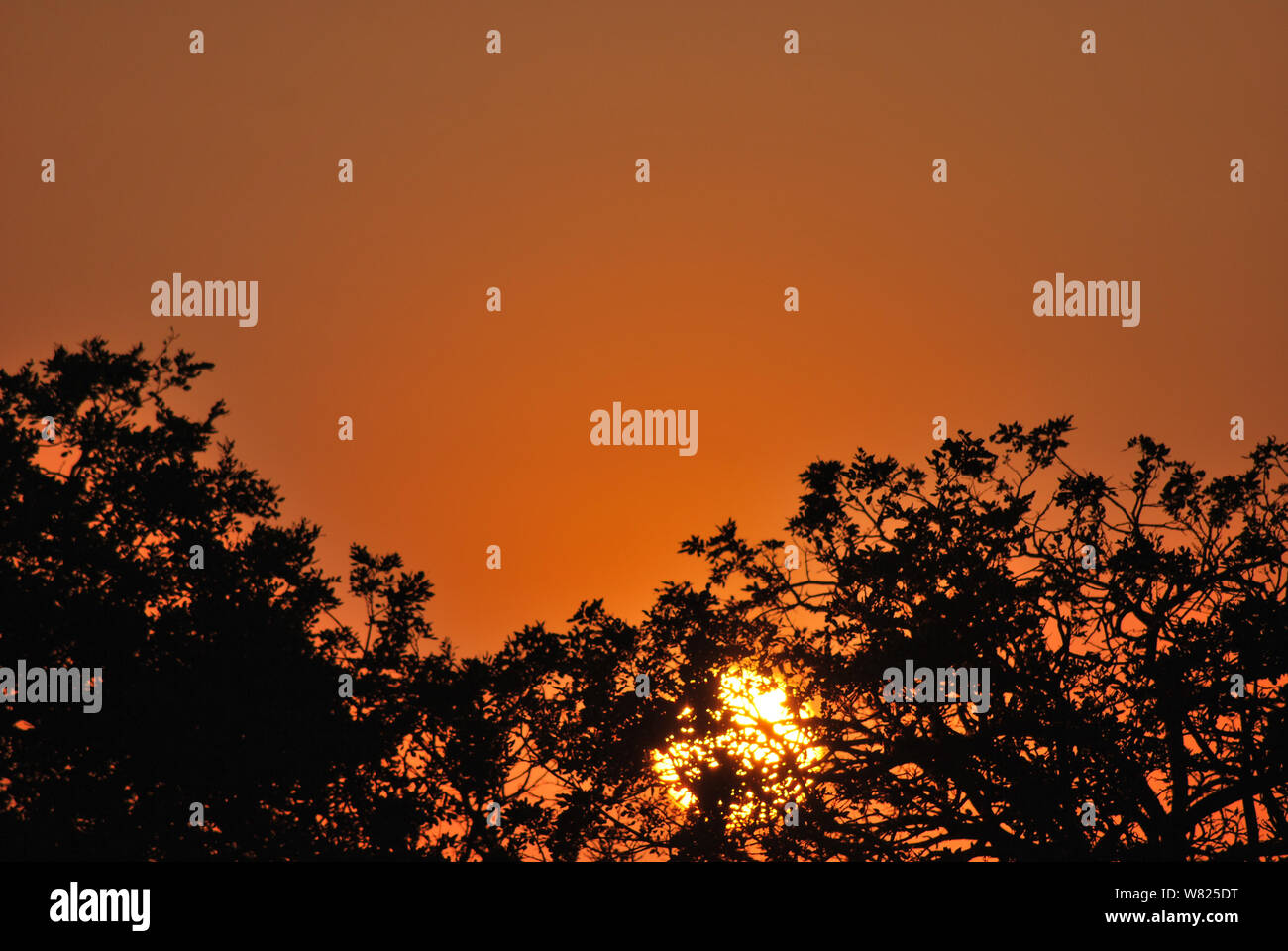 Séquence d'images d'un coucher de soleil depuis le même point de vue à Kapama, Afrique du Sud Banque D'Images