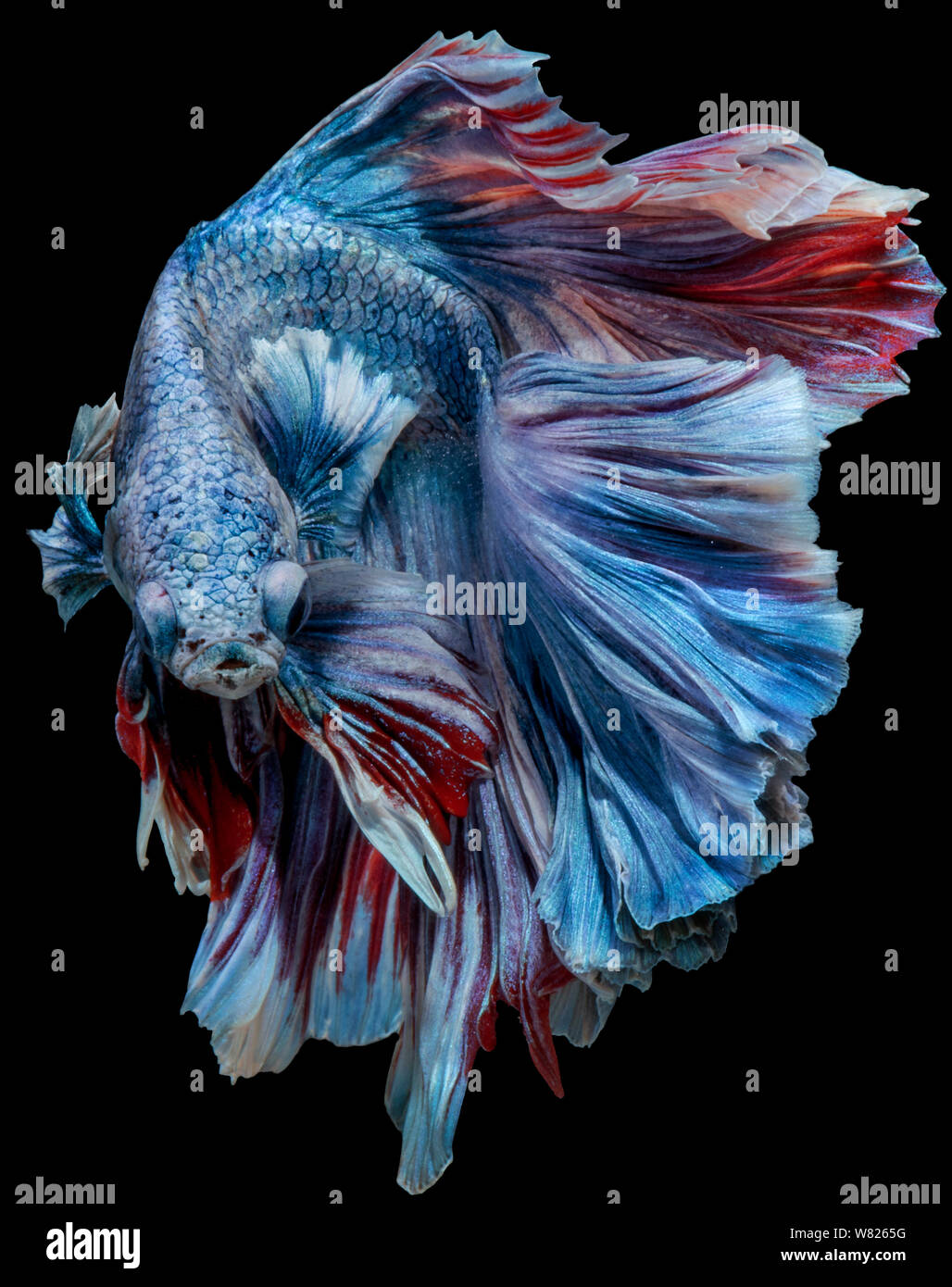 Poisson Betta halfmoon fantaisie sur mouvement isolent with clipping path Banque D'Images