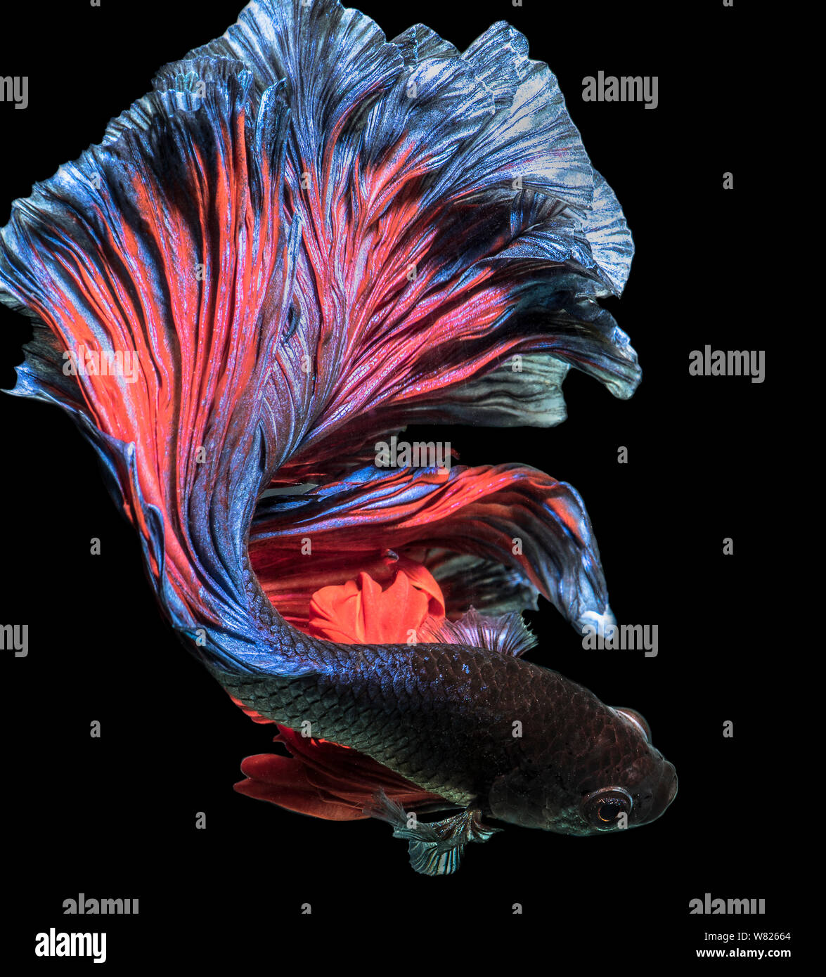 Poisson Betta halfmoon fantaisie sur mouvement isolent with clipping path Banque D'Images