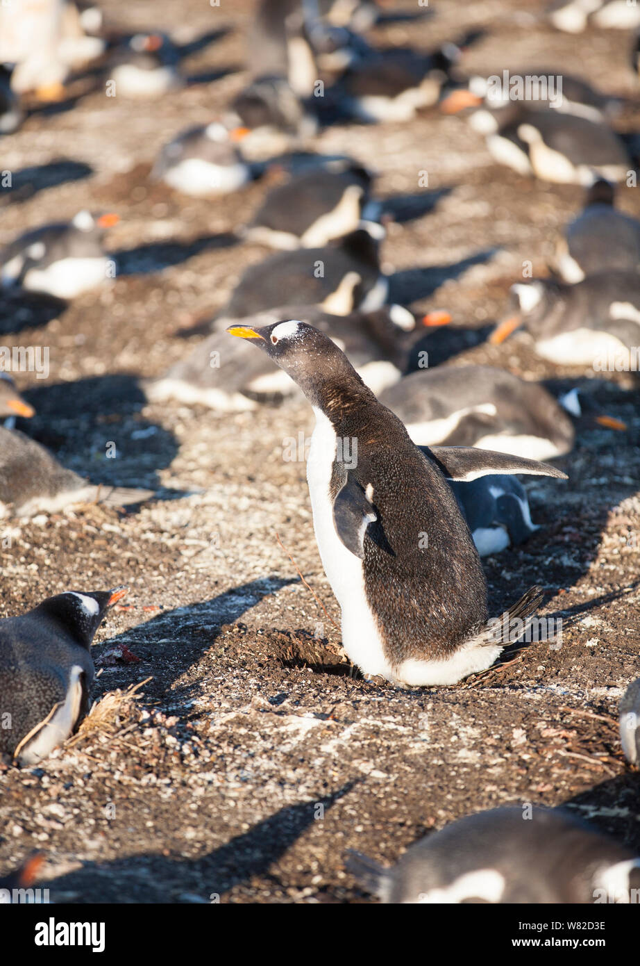 Gentoo pingouin en colonie sur l'île de sea lion, îles Falkland, avec un coin salon sur les oeufs Banque D'Images