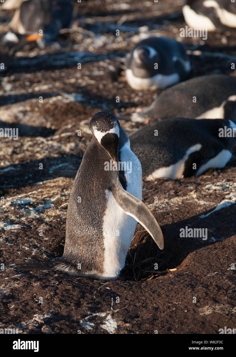 Gentoo pingouin en colonie sur l'île de sea lion, îles Falkland, avec un coin salon sur les oeufs Banque D'Images