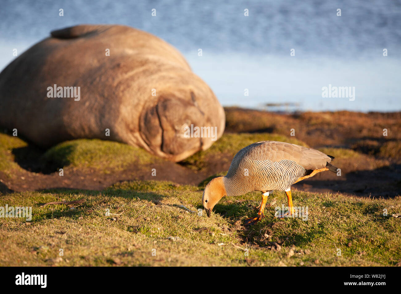 Éléphant de sieste sur l'herbe au coucher du soleil avec une rare ouette à tête rousse au premier plan - sur l'île de sea lion, îles Falkland Banque D'Images
