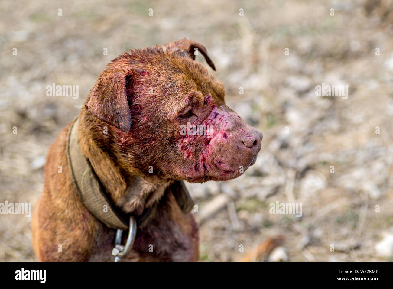 Vue d'un chien blessé au cours d'un combat de chiens lors d'une foire du temple dans un village de Huaxian, comté de la province du Henan en Chine centrale, 15 février 2017. Un prélèvement sanguin Banque D'Images Vue d'un chien blessé au cours d'un combat de chiens lors d'une foire du temple dans un village de Huaxian, comté de la province du Henan en Chine centrale, 15 février 2017. Un prélèvement sanguin Banque D'Images