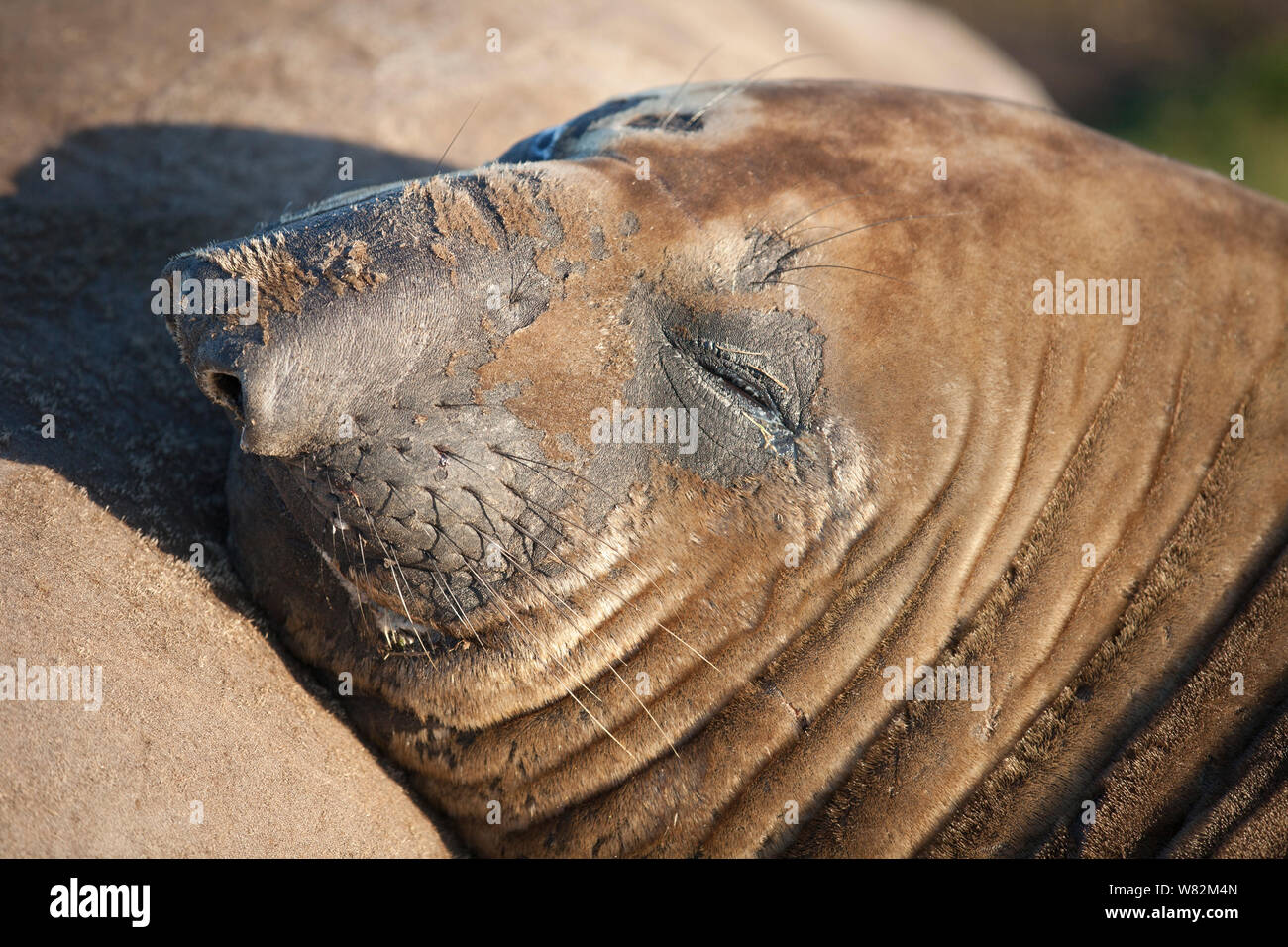 Éléphant de sieste sur l'herbe au coucher du soleil sur l'île de sea lion, îles Falkland Banque D'Images