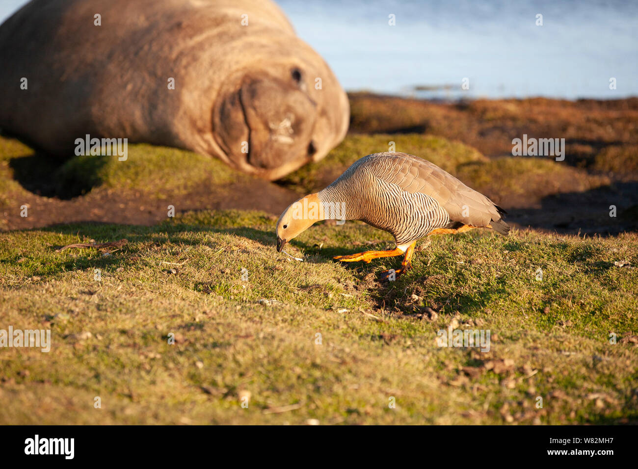 Éléphant de sieste sur l'herbe au coucher du soleil avec une rare ouette à tête rousse au premier plan - sur l'île de sea lion, îles Falkland Banque D'Images