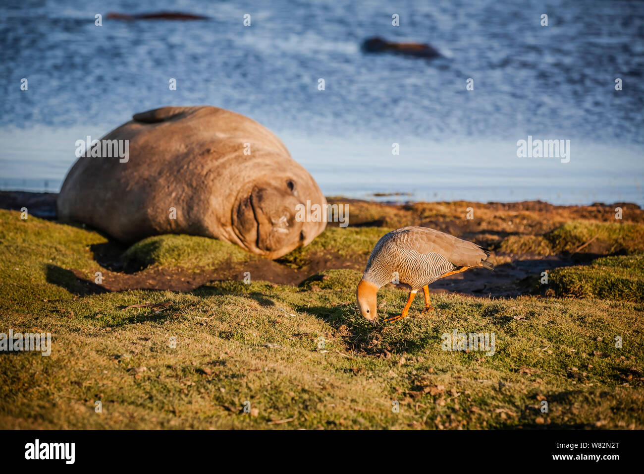 Éléphant de sieste sur l'herbe au coucher du soleil avec une rare ouette à tête rousse au premier plan - sur l'île de sea lion, îles Falkland Banque D'Images