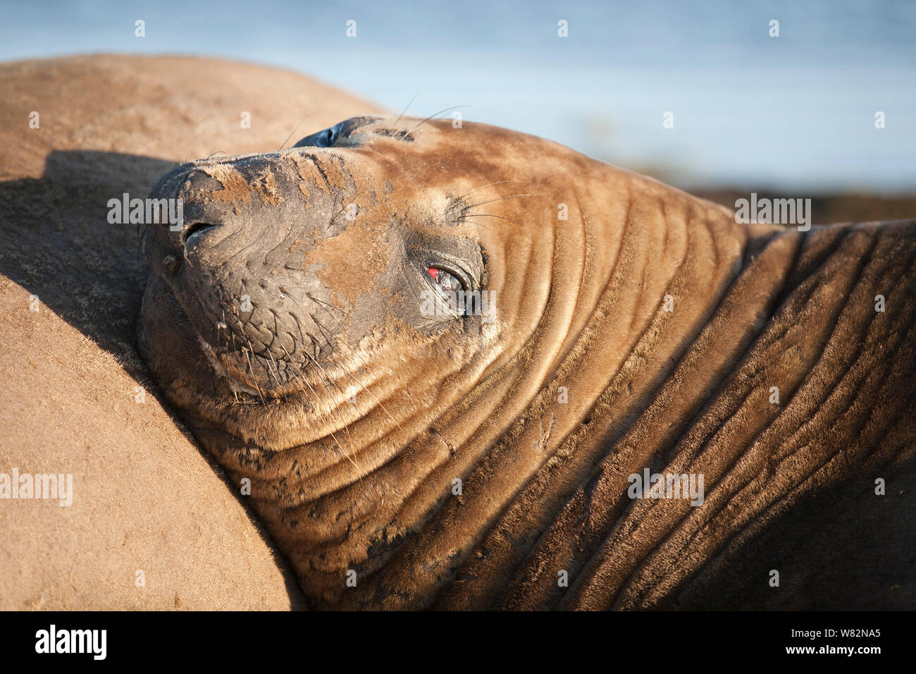 Éléphant de sieste sur l'herbe au coucher du soleil sur l'île de sea lion, îles Falkland Banque D'Images