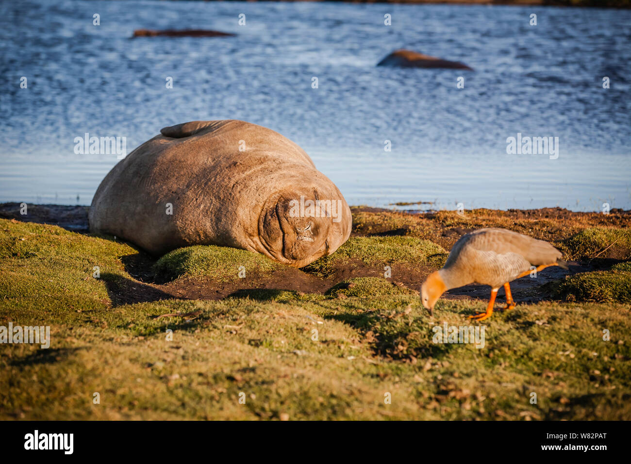 Éléphant de sieste sur l'herbe au coucher du soleil avec une rare ouette à tête rousse au premier plan - sur l'île de sea lion, îles Falkland Banque D'Images