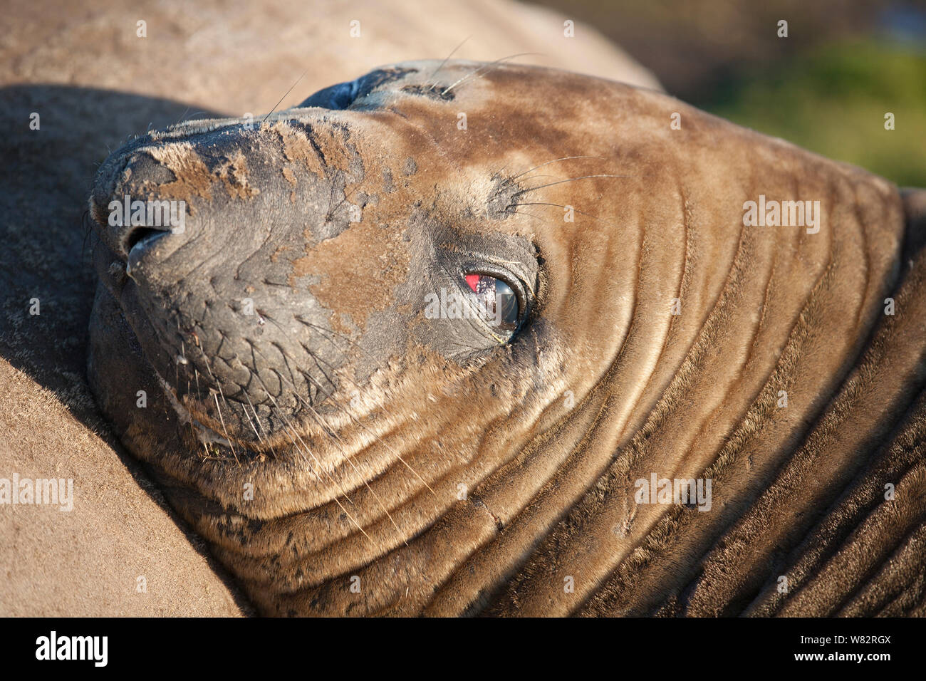 Éléphant de sieste sur l'herbe au coucher du soleil sur l'île de sea lion, îles Falkland Banque D'Images