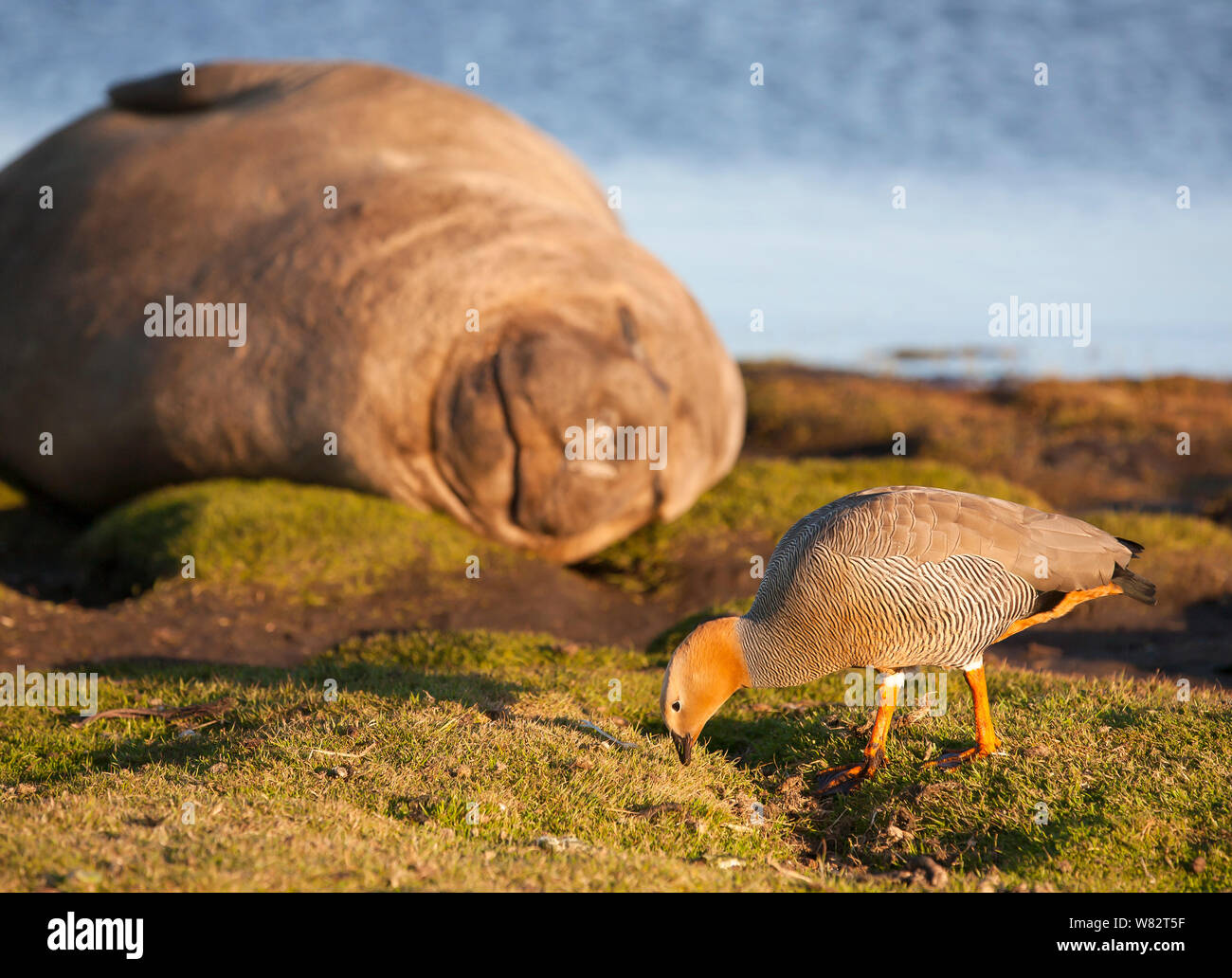 Éléphant de sieste sur l'herbe au coucher du soleil avec une rare ouette à tête rousse au premier plan - sur l'île de sea lion, îles Falkland Banque D'Images