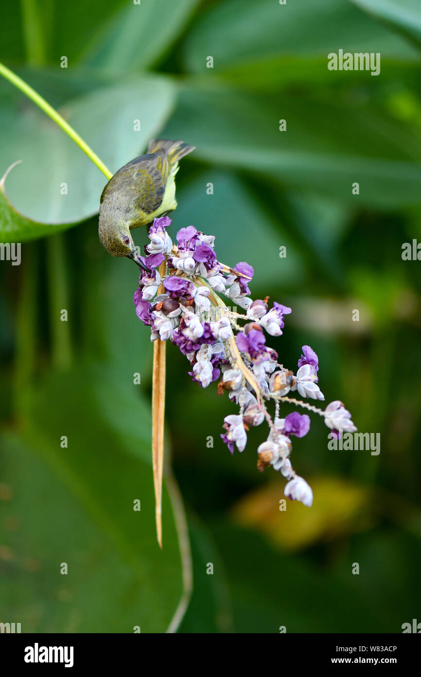 Adossé à l'Olive Sunbird récolte sauvage le miel de fleurs Banque D'Images