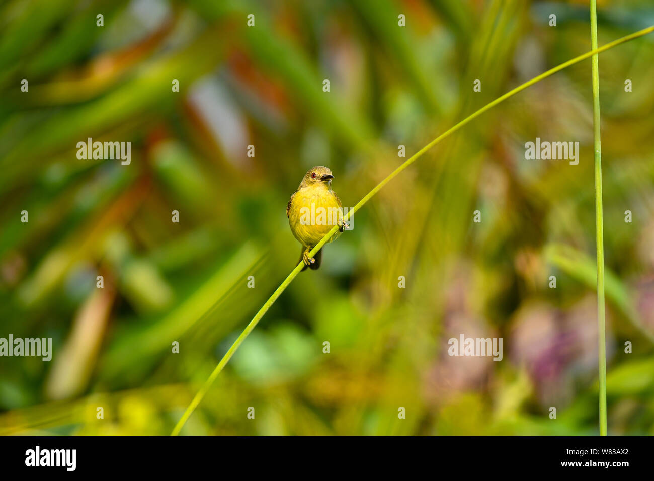 Soutenu d'olive Sunbird dans la nature Banque D'Images