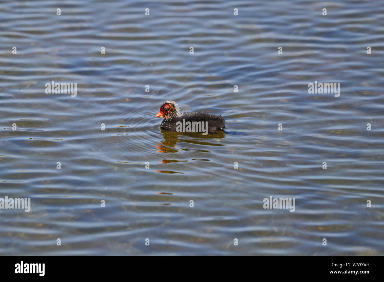 Juvenile et extrêmement mignon poussin foulque d'Amérique Fulica atra folaga natation sur un lac dans une réserve naturelle en Portonovo par Monte Conero près de Ancona Italie Banque D'Images