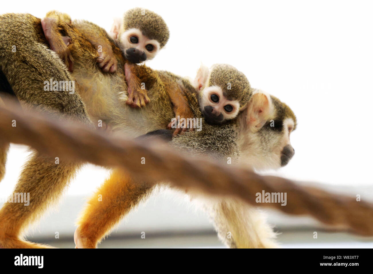 Une Femme Portant Son Bebe Singe Ecureuil Et Un Singe Cub Abandonne Par Sa Mere Est Photographie Au Zoo De Qingdao City Est De La Chine Shandong De Bauvin Photo Stock Alamy