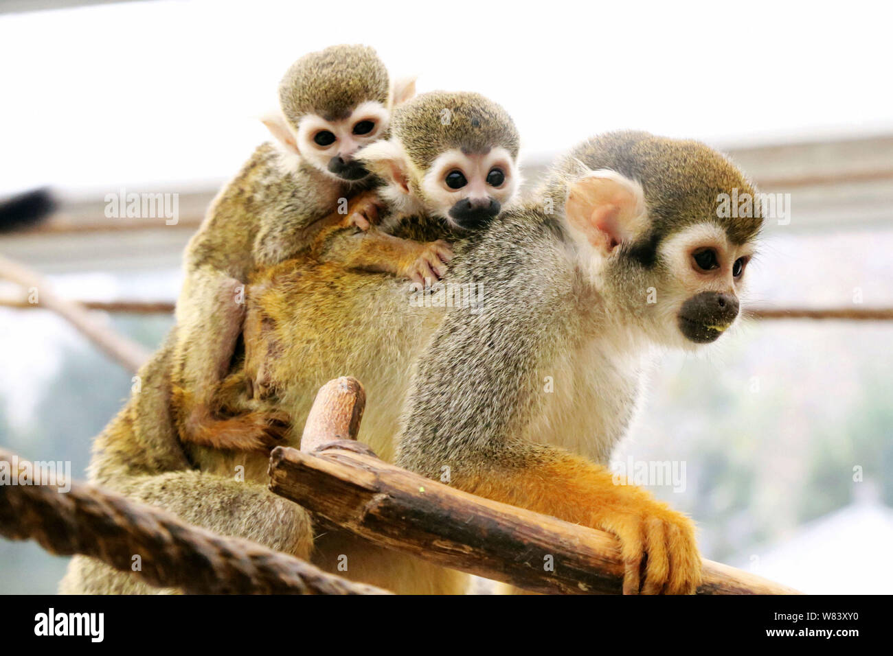Une Femme Portant Son Bebe Singe Ecureuil Et Un Singe Cub Abandonne Par Sa Mere Est Photographie Au Zoo De Qingdao City Est De La Chine Shandong De Bauvin Photo Stock Alamy