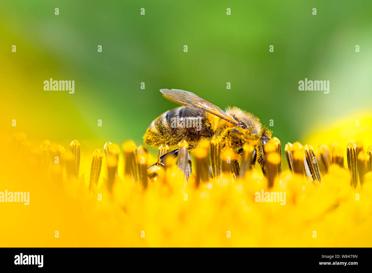 L'abeille est la récolte du miel de la fleur du tournesol base Banque D'Images
