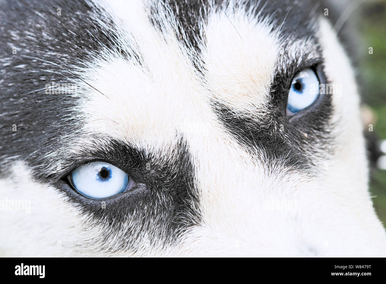 Close up sur les yeux bleus d'un chien husky Banque D'Images