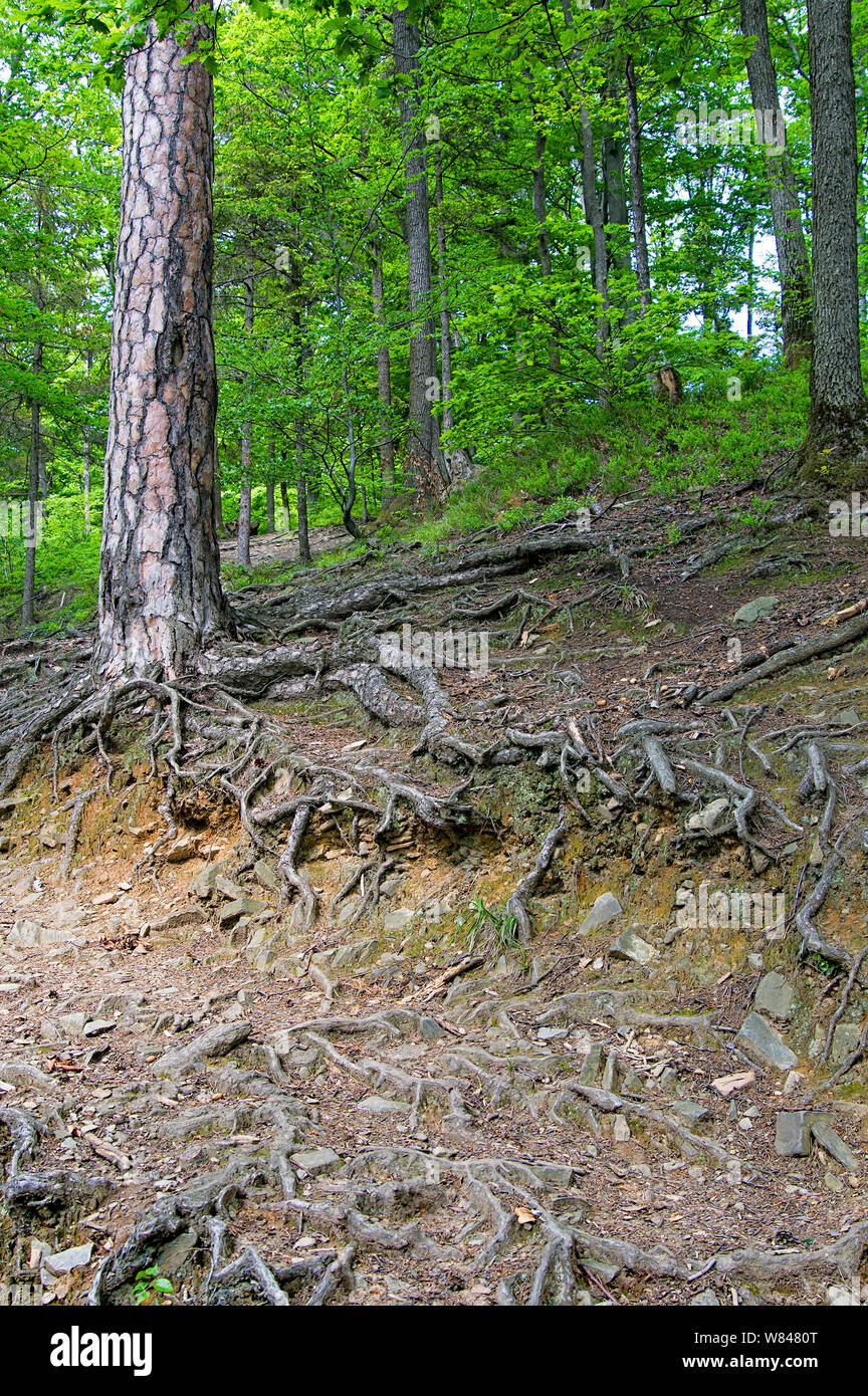 Les racines des arbres. Les racines des arbres dans la forêt Banque D'Images