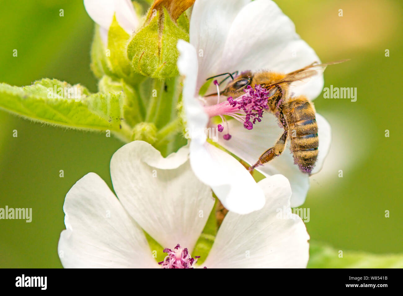 Abeille sur une fleur d'une guimauve en été en Allemagne Banque D'Images